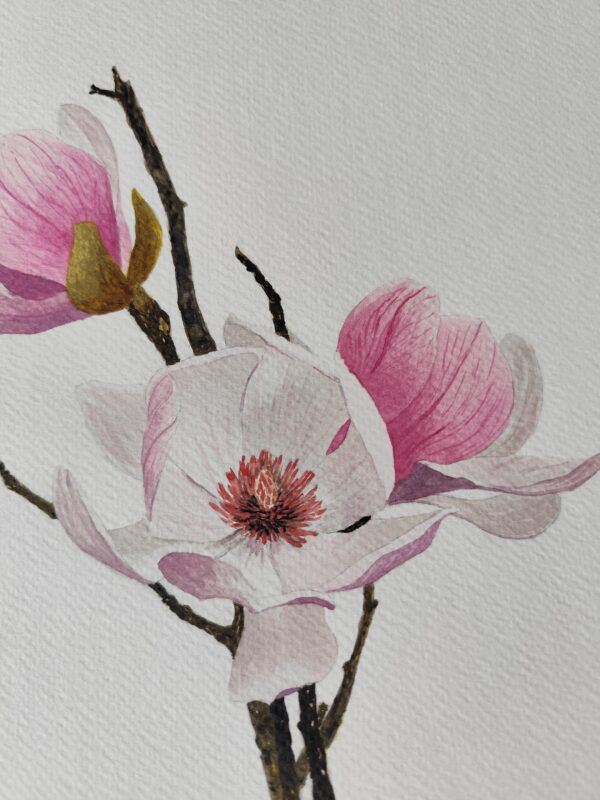 Láminas Flores - Lámina Magnolia Liliflora