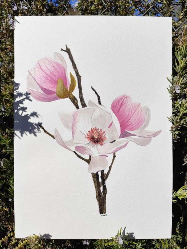 Láminas Flores - Lámina Magnolia Liliflora