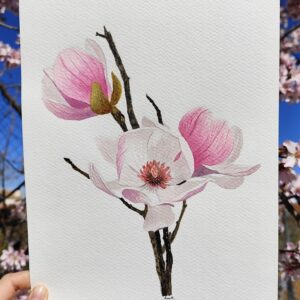 Láminas Flores - Lámina Magnolia Liliflora 1