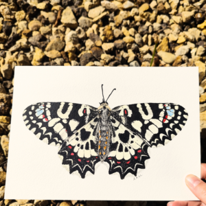 Mariposa Arlequín - Hannevashop