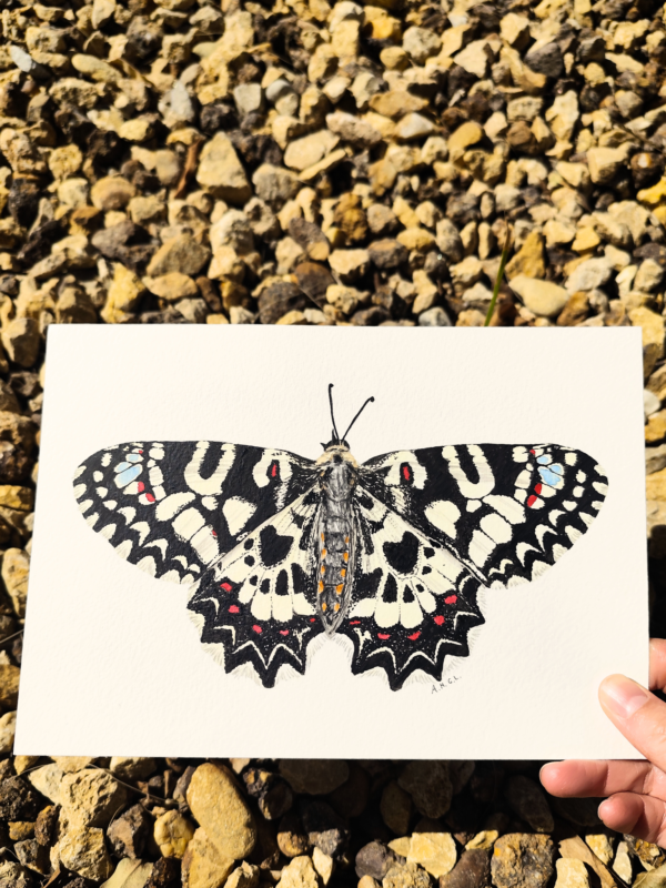 Mariposa Arlequín - Hannevashop