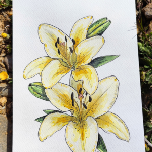 Lámina Lilium Amarillo - Hannevashop