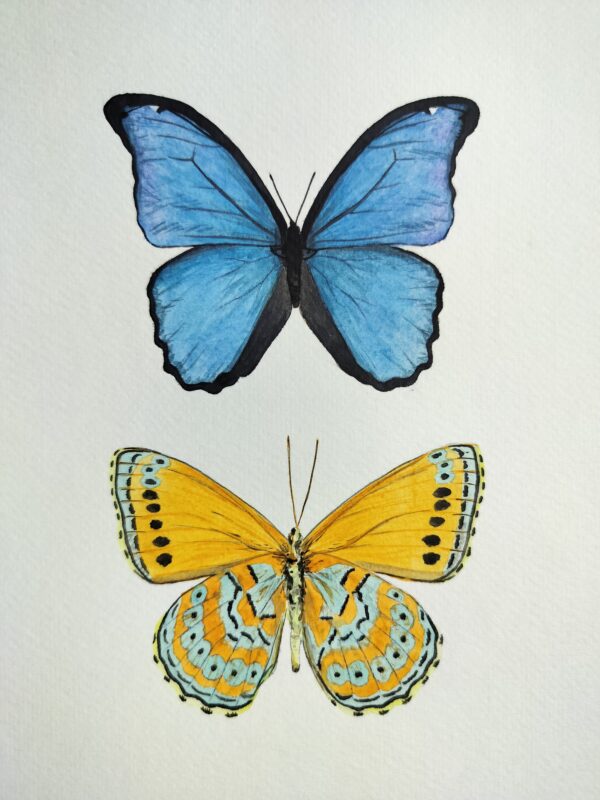 Lámina Mariposas Azul y Amarilla